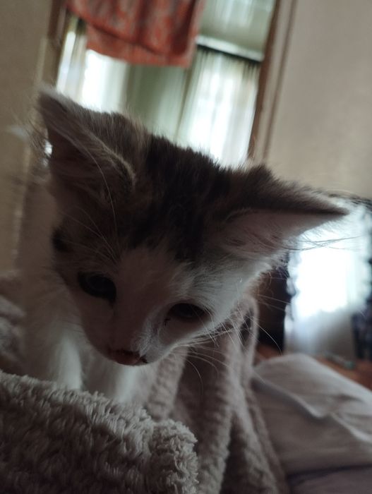 Отдам котика в добрые руки, Ромны