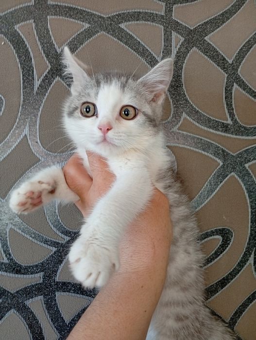 Котята Британские