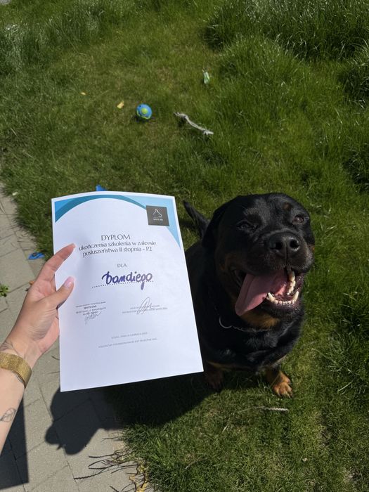 4-letni Rottweiler Bandi szuka nowego domu