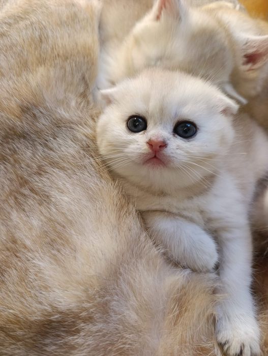 Золота шиншила котята