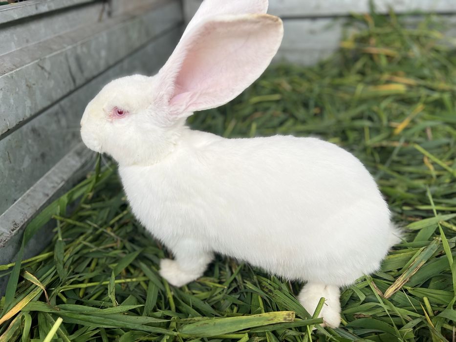 Кролики Бельгійський фландр