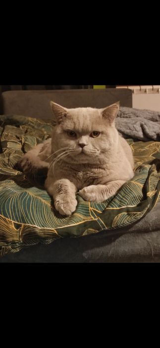 kocurek kotka szkocki zwisłouchy