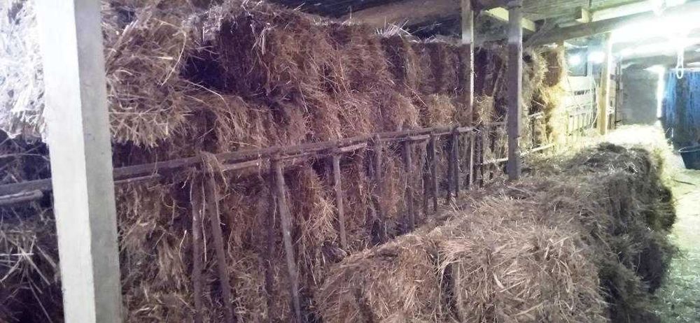 Fardos de palha azevém (bons para astrar)