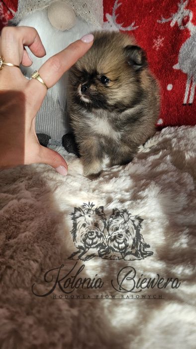 Szpic Miniaturowy/ Pomeranian sunia PASZPORT!!