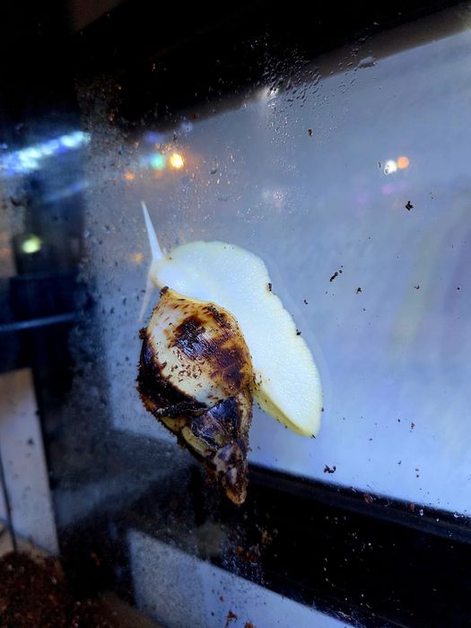 Ślimak afrykański lissachatina reticulata albino body