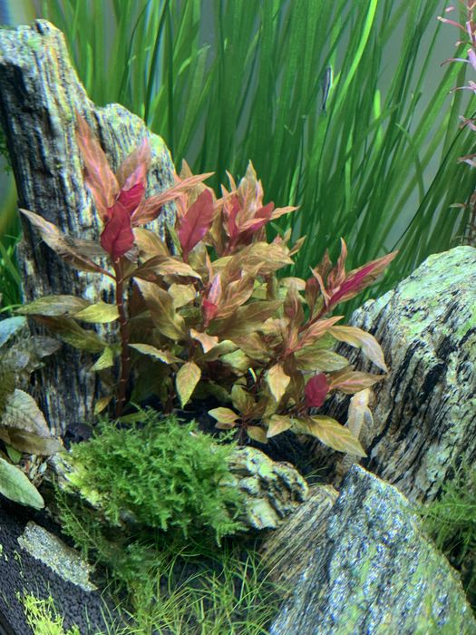 Alternanthera reineckii 'Lilacina'
