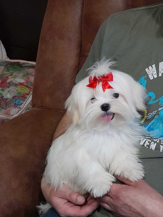 Maltańczyk ZKwP FCI koreańskie linie, badania, maleńka suczka MIMI