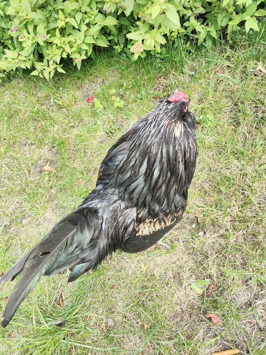 Kogut wąsacz antwerpski