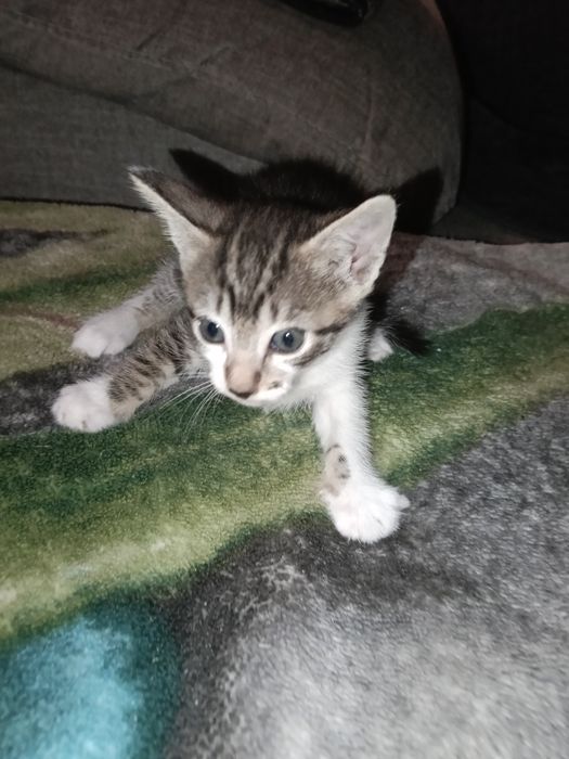 Gato bebê com menos de um mês