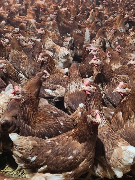 Kury nioski Rosa młode z pierwszym jajkiem. Leghorn. Dowóz Gratis.