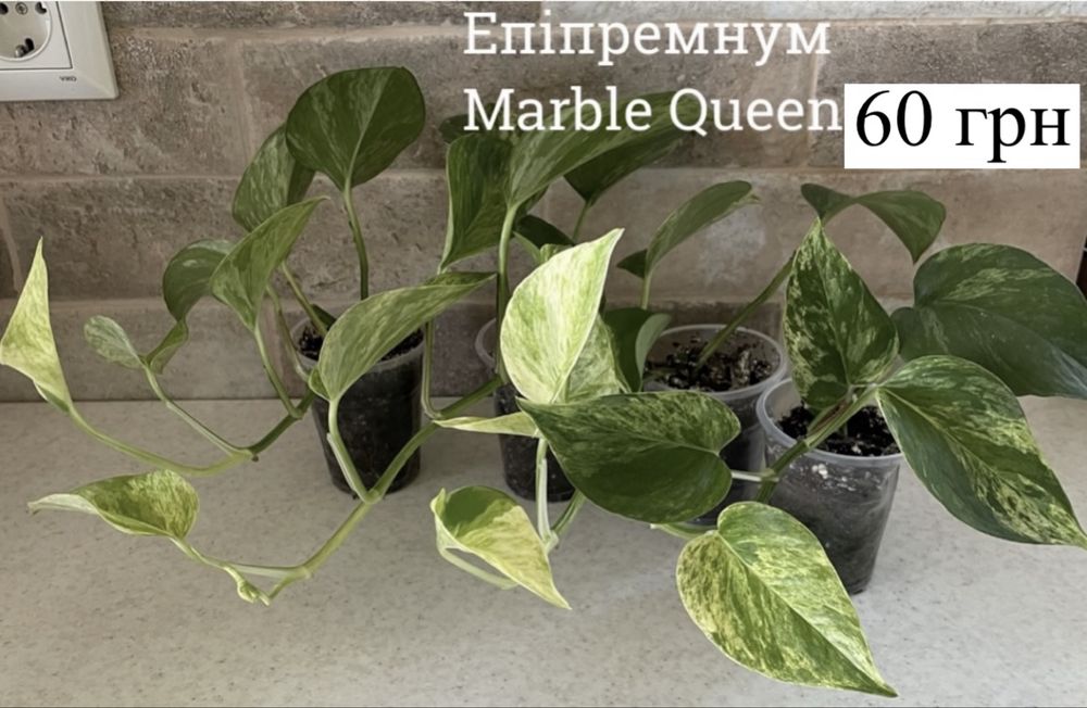Епіпремнум n’joy, happy leaf, marble queen,сінгоніум jade філодендрон