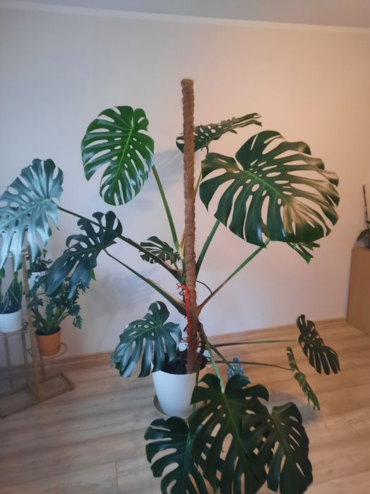 Monstera deliciosa