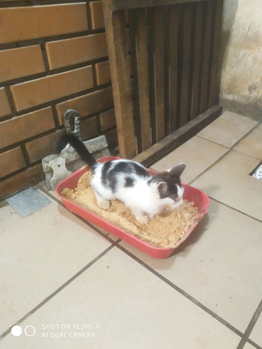 Котята два хлопчики два дівчинки