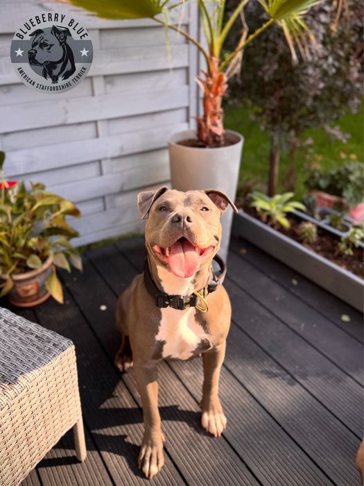 American Staffordshire Terrier BLUE-ChampionLine - ostatnie wolne rezerwacje