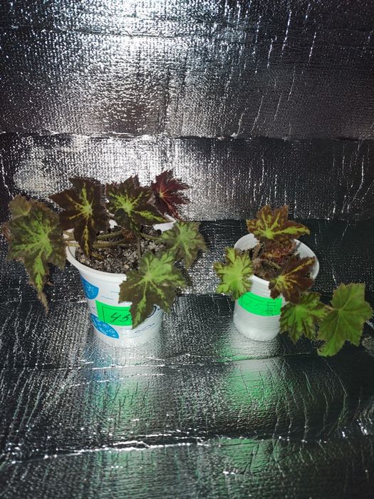 Гіпеаструм   вазон