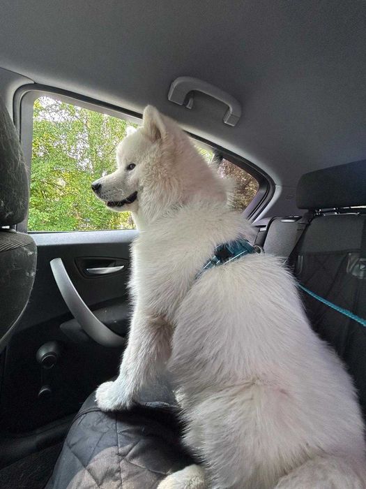 Samoyed - puchaty niedzwiadek