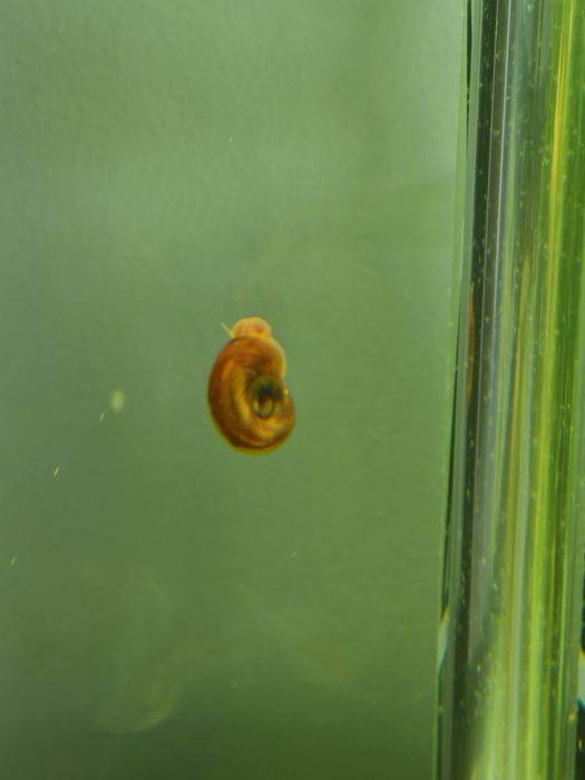 caracóis ramshorn – Excelentes Limpadores!