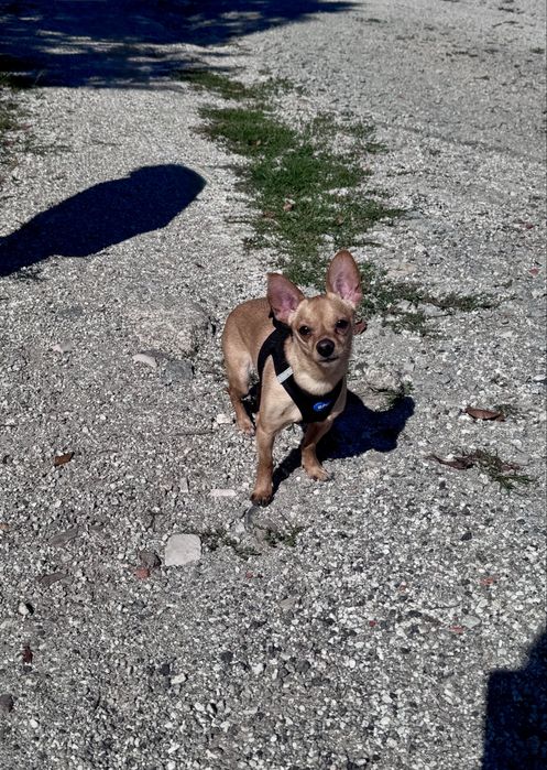 Billy - 5 anos, xPinscher (3kg)