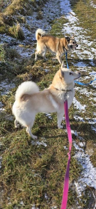 Amur i Bianca szukają wspólnego domu