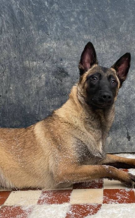 Більгійська вівчарка