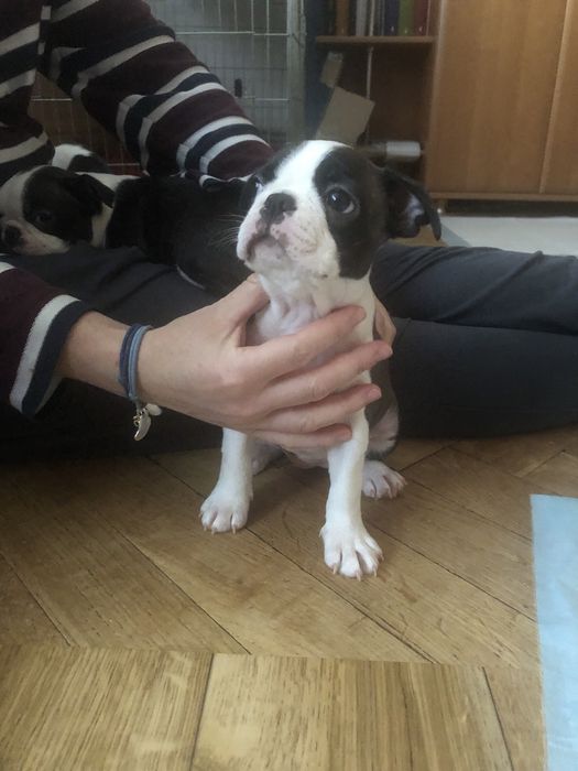Suczka Boston Terrier