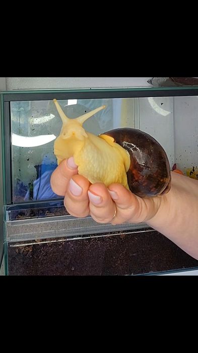 Achatina fulica Oddam