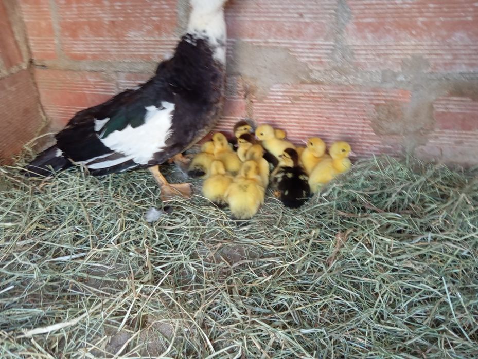 Pata com 13 patinhos