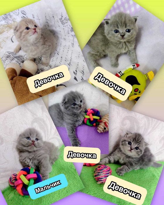 Шотландские котята!!!