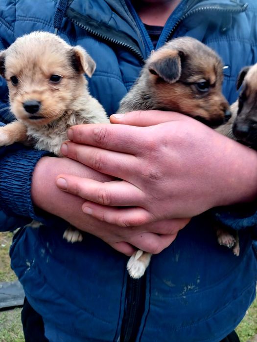 Віддам в добрі руки