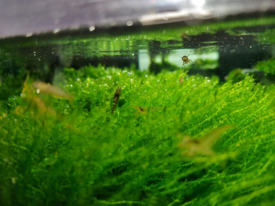 Продам мох акваріумний , мох для креветок,креветка неокардина, черрі.