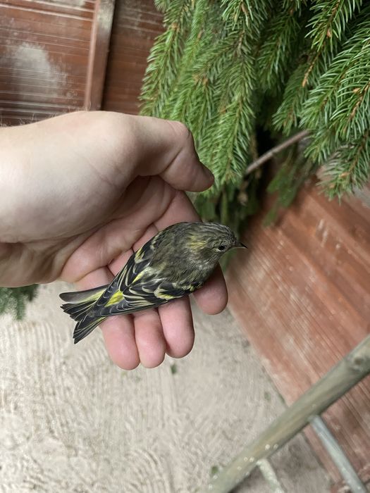 Czyżyki europejskie