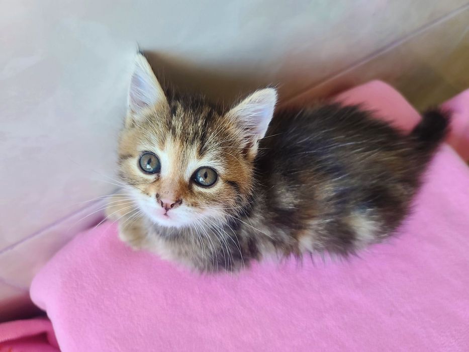 Кото-дитина в мріях про сім'ю, кішка Міра, 2м, кіт, кішка