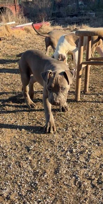 American Bully XL - Macho Blue