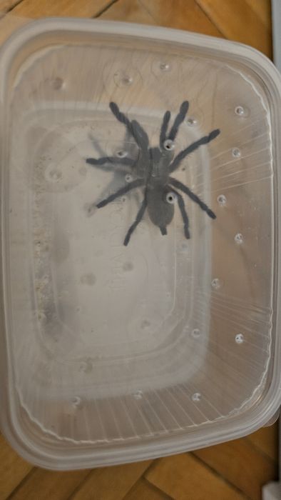 Monocentropus Balfouri