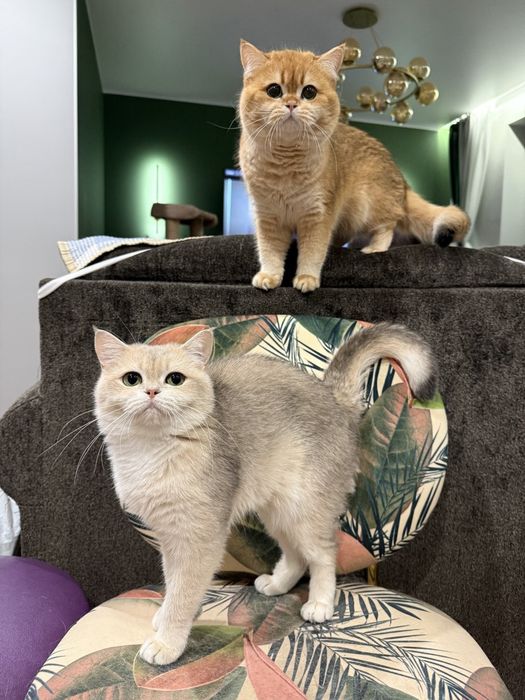 Котята британские золотая шиншилла
