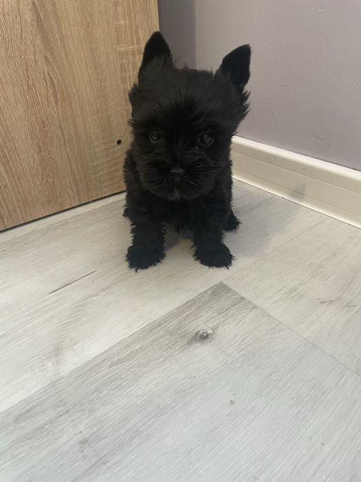 Yorkshire terrier black pies