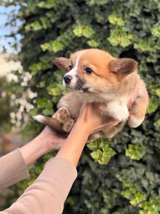 Шикарні цуцики Коргі