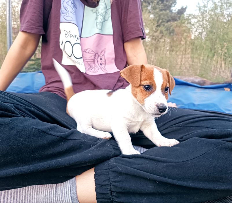Jack Russell Terrier gładkowłosy ZKwP FCI