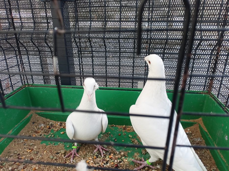 Białe pocztowe 2025