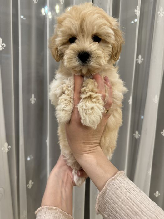 Мальтіпу ф1