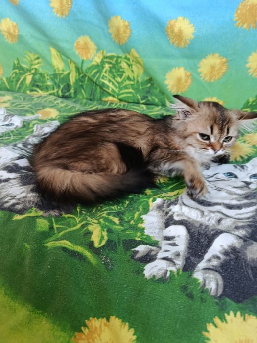 Золота яскрава киця