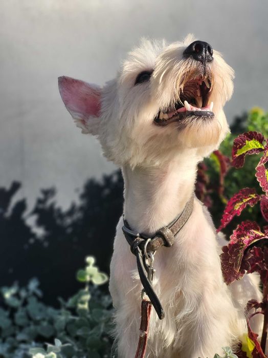 Цуценя West Highland White Terrier/ Вест Хайленд Уайт Терр'єр