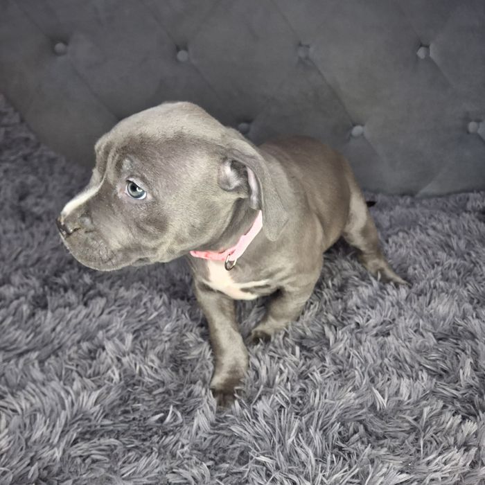 Amstaff, blue, szczenięta, wyprawka, chip,