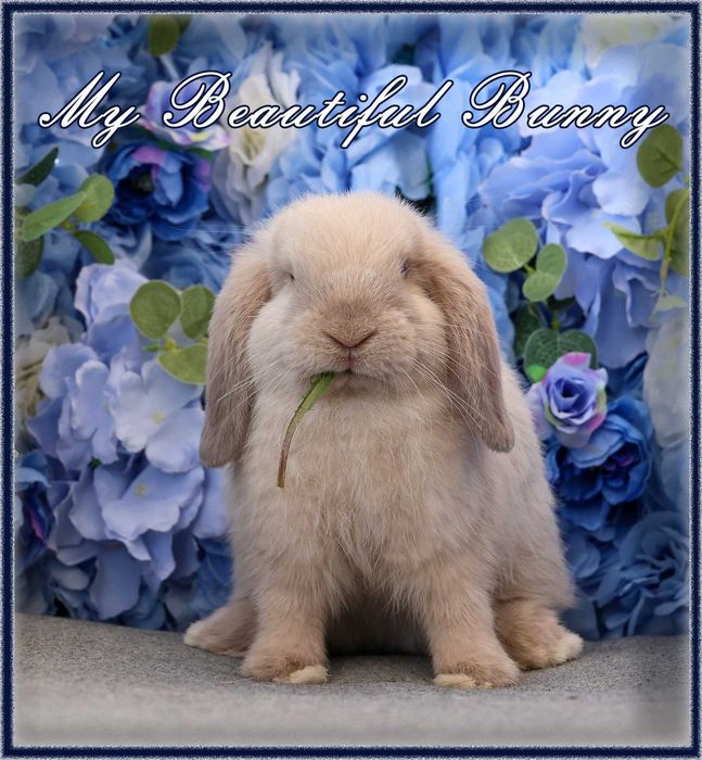 Młody Piękny Króliczek 100% Mini Lop - Sallander