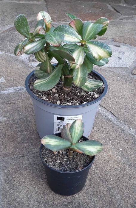 Красулы Лемон лайм, Альба, Солана.