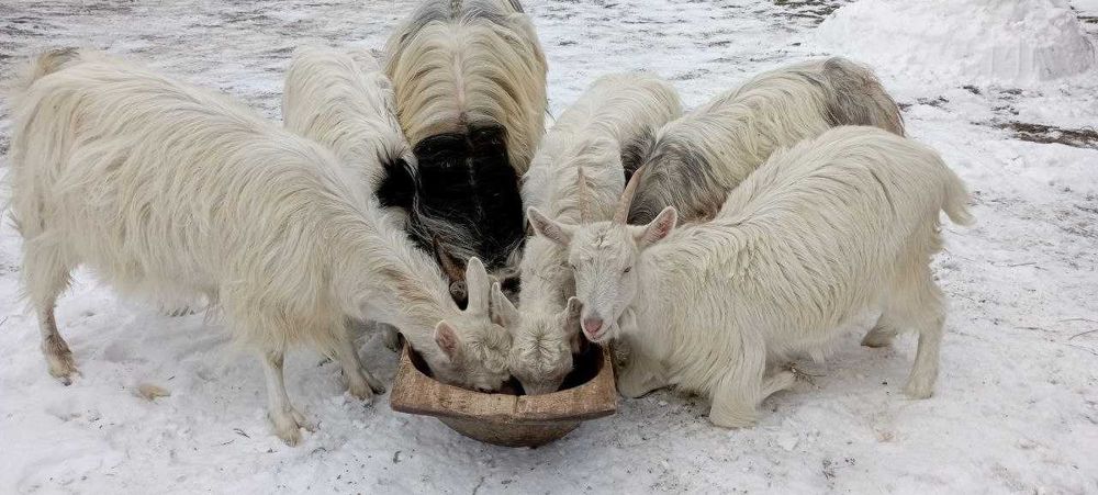Продаються чудові КОЗИ та ЦАП