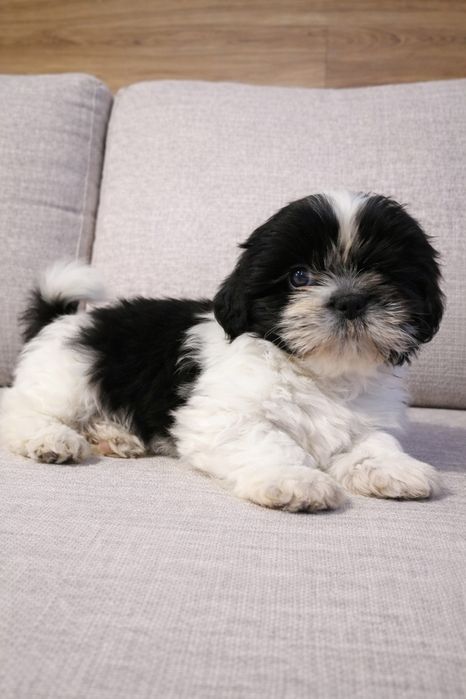 Uroczy shih-tzu gotowy do odbioru