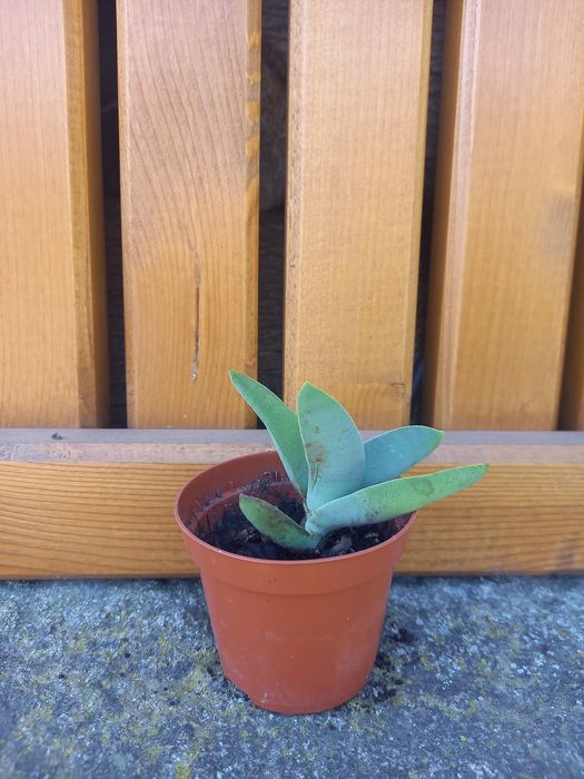 Muda de crassula