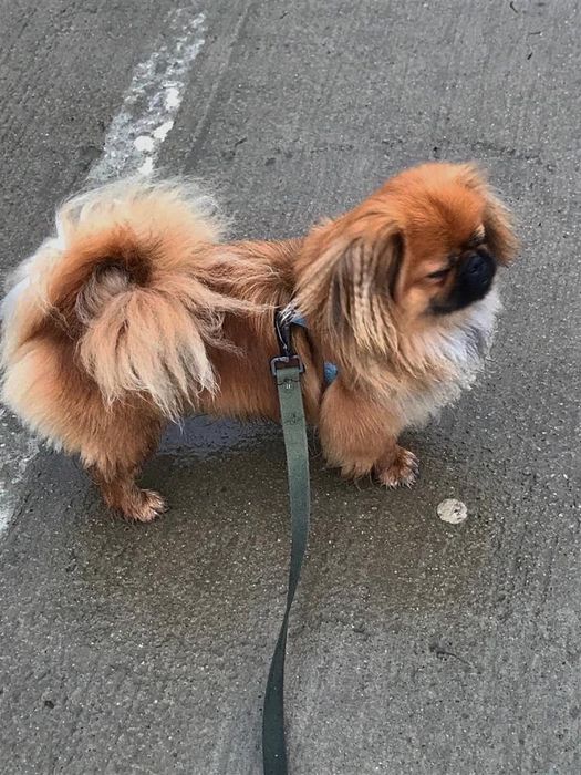 тибетский спаниель