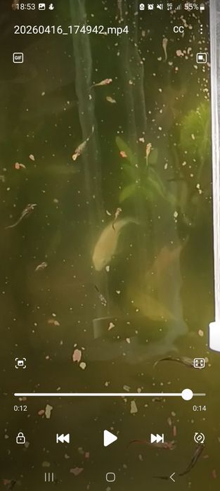 Peixe  polar anão bebe